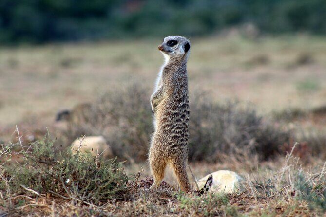 4 Day Addo to Karoo Safari - Day 4: Owl House in Nieu Bethesda and the Valley of Desolation in Camdeboo