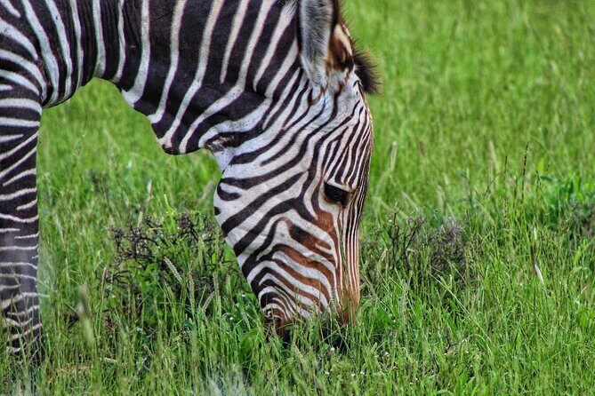 4 Day Addo to Karoo Safari - Should you book the 4 Day Addo to Karoo Safari?