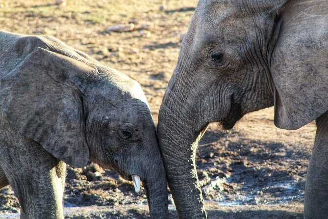 4 Day Addo to Karoo Safari - Day 3: cheetah tracking on foot in Great Karoo country, then Nieu Bethesda overnight