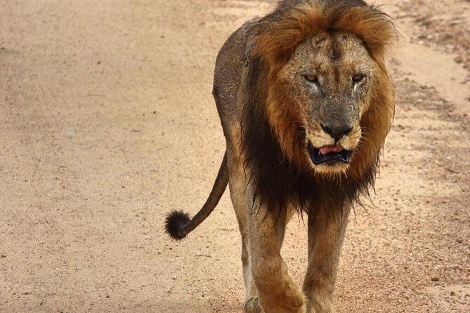 4 Day All Incl. Private Kruger Park Safari and Transfer From Nelspruit - Four days that mix Kruger game drives with Mpumalanga views