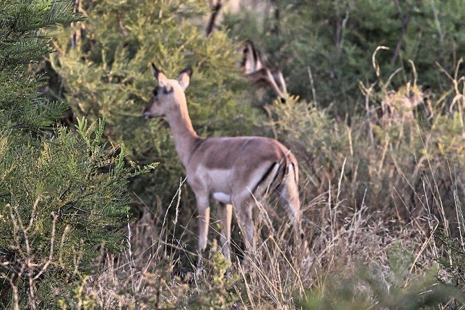 4 Day All Incl. Private Kruger Park Safari and Transfer From Nelspruit - Day 1: Your first Kruger sightings (half-day or sunset)