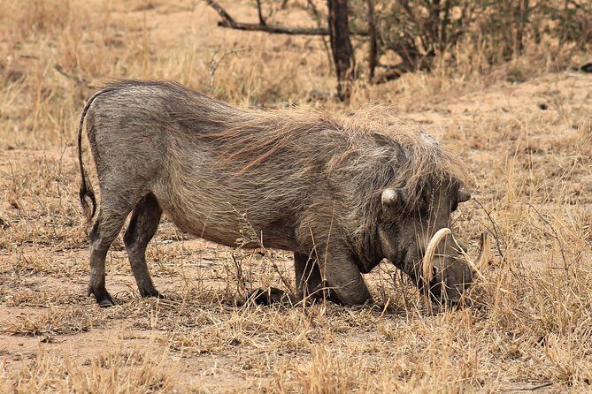 4 Day All Incl. Private Kruger Park Safari and Transfer From Nelspruit - All-inclusive comfort: what’s included, what you still need to plan