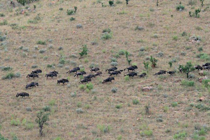 4 Day All Incl. Private Kruger Park Safari and Transfer From Nelspruit - Getting from Nelspruit without stress (and where it ends)