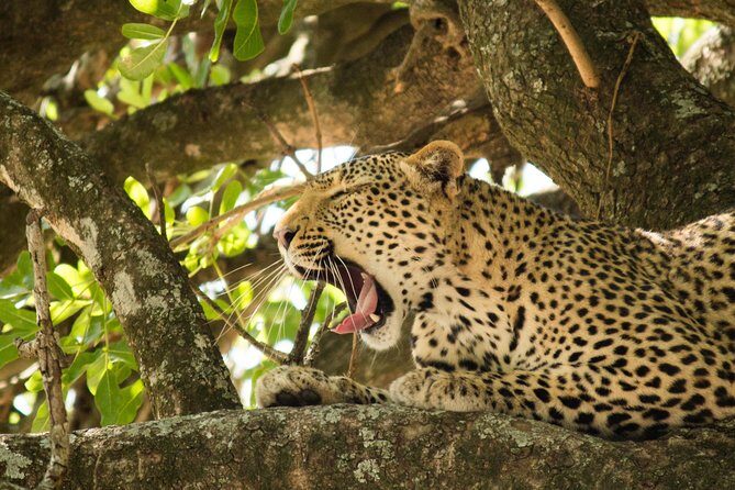 4 Day Budget Kruger National Park Safari - Getting to Balule: Tremisana Lodge, AC Comfort, and Your First Drive