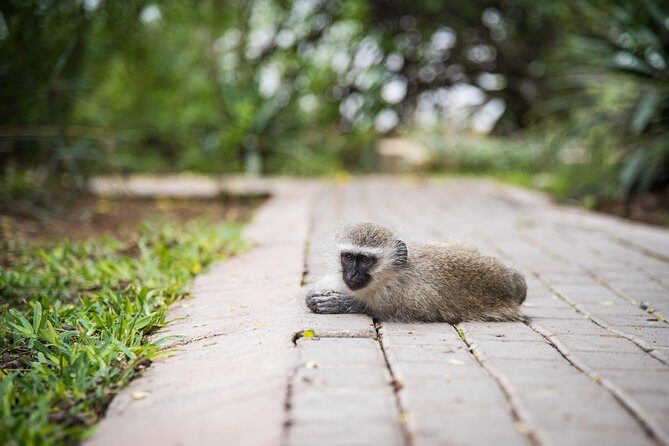 4 Day Classic Kruger National Park Safari - Tremisana Lodge: your home base between big game drives