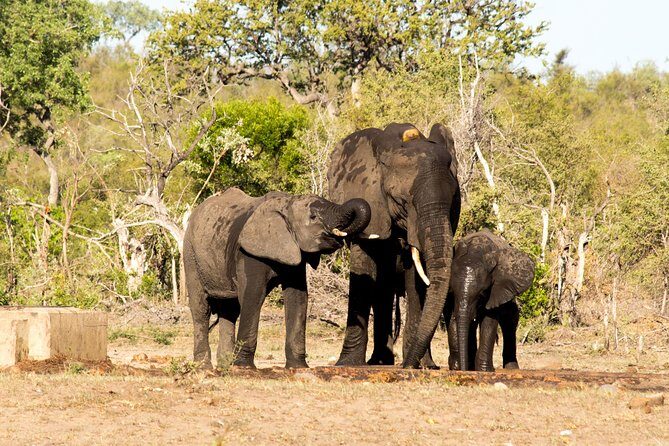 4 Day Classic Kruger National Park Safari - Food and pacing: what’s included, what you’ll pay for