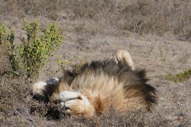 4 Day Garden Route Adventure & Safari - Guides, pace, and the small-group reality check