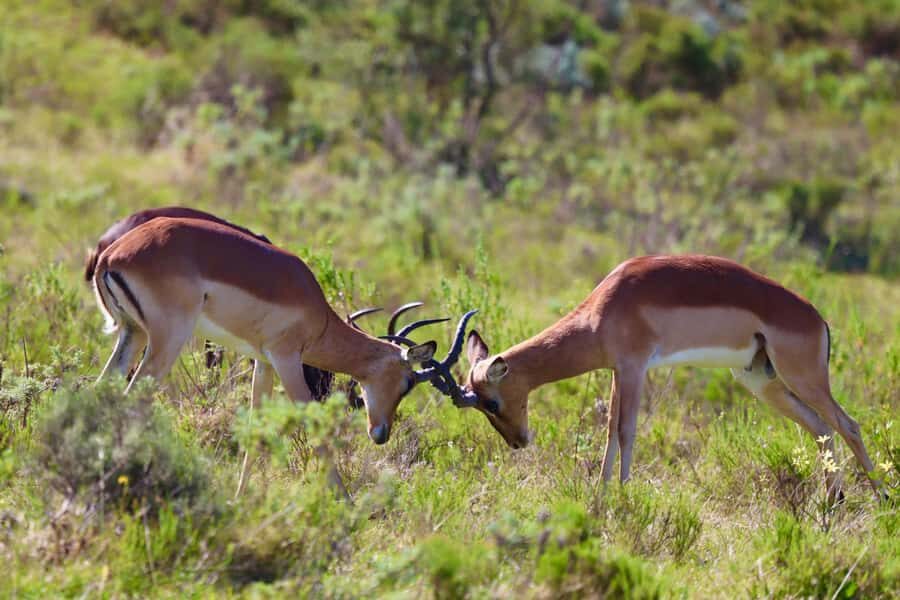 4-Day Garden Route Experience - Four Days From Route 62 to Hermanus: The Real Pacing