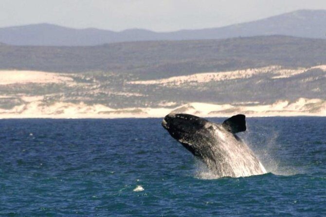 4 Day Garden Route Luxe Selection Micro Group Tour from Cape Town - Day 4: Route 62 and Viljoensdrift Breede River Cruise with Wine Tasting
