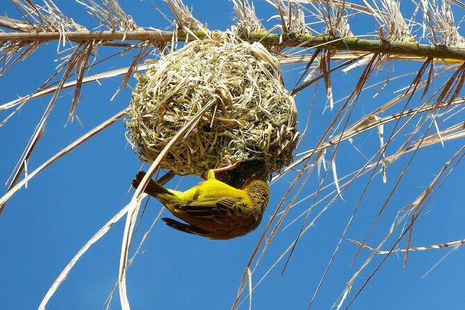4 Day Garden Route Tour from Cape Town A Hiking and Safari - Bloukrans Bridge bungy: an optional thrill with big timing impact