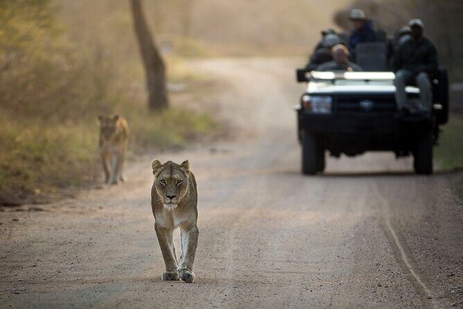 4 Day Greater Kruger Kapama Game Lodge Safari with Panorama Route Journey - Key highlights I’d plan around