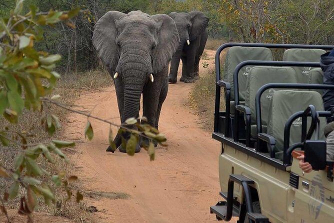 4 Day Greater Kruger Kapama Game Lodge Safari with Panorama Route Journey - Why Kapama Private Game Reserve is a smart base for Kruger safaris