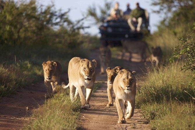4 Day Greater Kruger Kapama Game Lodge Safari with Panorama Route Journey - Day 2 safari rhythm: breakfast, bush walk, and another Big Five shot