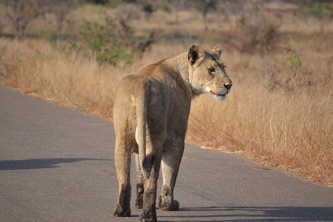 4-Day Hluhluwe Imfolozi and St Lucia Safari from Durban - Cheetah Rehabilitation Center: a conservation warm-up before the safari