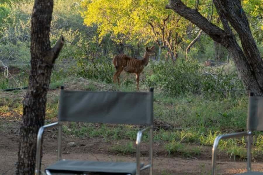 4 Day Kruger Glamping Budget Adventure - Day 3 Choice: another 7–8 hour Kruger safari or the Panorama Route landmarks