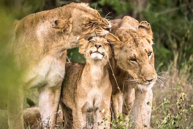 4 Day Kruger National Park and Panorama Route Safari - Getting from Johannesburg to Kruger: the 6:30am timing that matters
