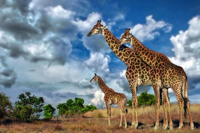 4 Day Kruger National Park and Panorama Route Safari - Day 1 and Day 4: balancing wildlife time with downtime