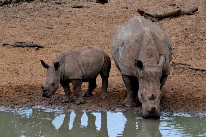 4-Day Kruger National Park Safari from Johannesburg - Your 4-day rhythm: drives, brunch breaks, and night-sky dinners