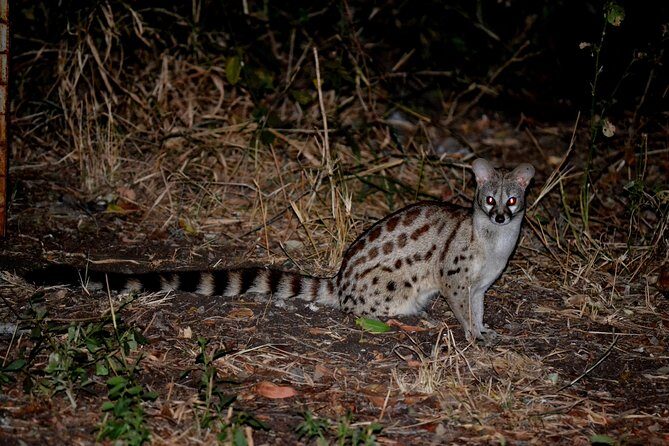 4-Day Kruger National Park Safari from Johannesburg - Where you stay: reserve camps that feel like part of the experience