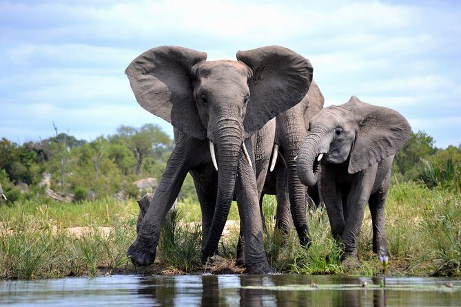 4-Day Kruger National Park Safari from Johannesburg - Practical tips that will improve your safari days