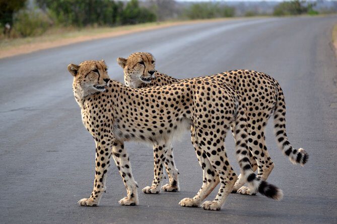 4-Day Kruger National Park Safari from Johannesburg - What makes the game drives work (and how to get more out of them)