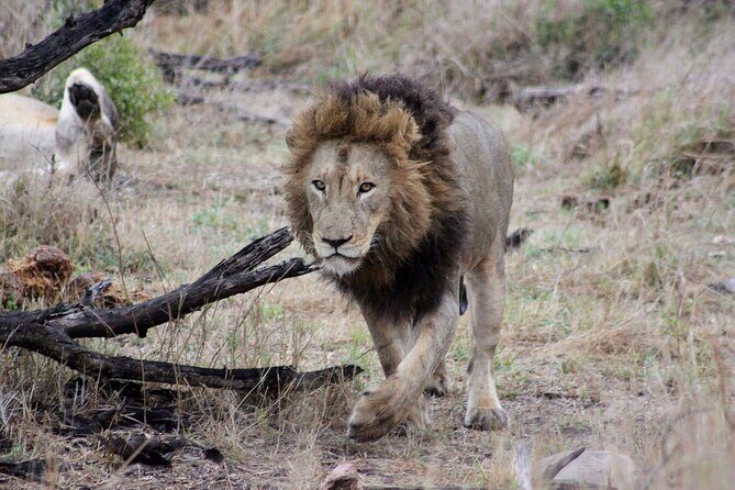 4 Day Kruger National Park Tour - Four Days in Kruger, Blyde, and Moholoholo: What the Trip Really Is