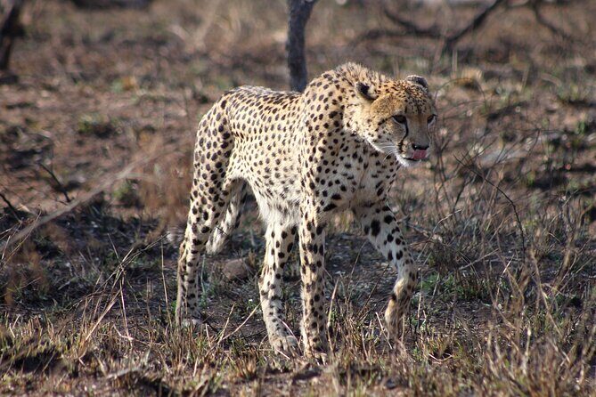 4 Day Kruger National Park Tour - Greater Kruger Camp Living: Tents, Chalets, and the Real Comfort Trade-Off