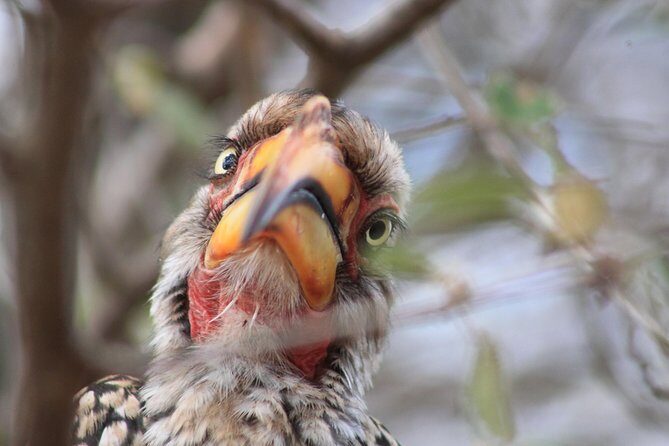 4 Day Kruger National Park Tour - How the Walks Change the Safari: Camp Nature Walk and Moholoholo Walk-and-Talk