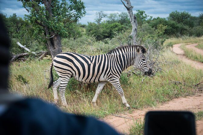 4 Day Lodge and Treehouse Kruger National Park Safari - Kruger in Four Days: A Game-Plan, Not a List