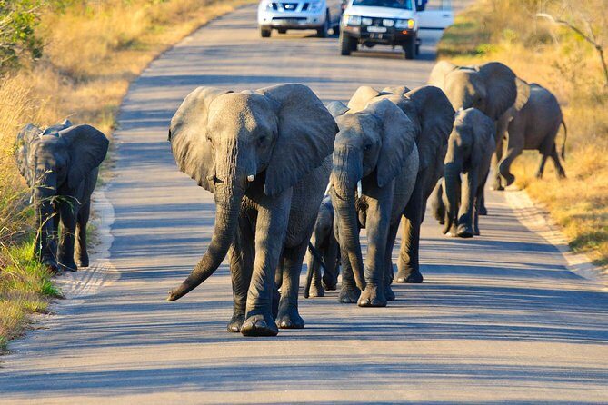 4 day Private Kruger Under Canvas Safari - The game-drive rhythm: why dawn and late afternoon matter