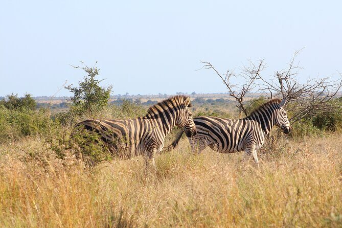 4 day Private Kruger Under Canvas Safari - Day 2: dawn drive plus bush brunch, then a calm mid-day reset