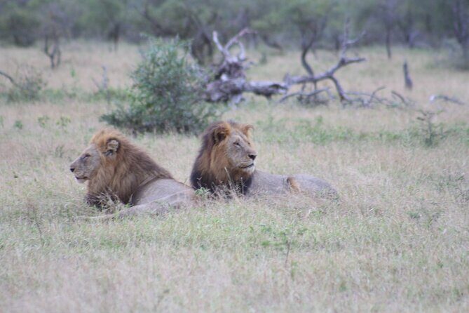 4 day Private Kruger Under Canvas Safari - Ranger guidance: how to get better sightings on an open vehicle