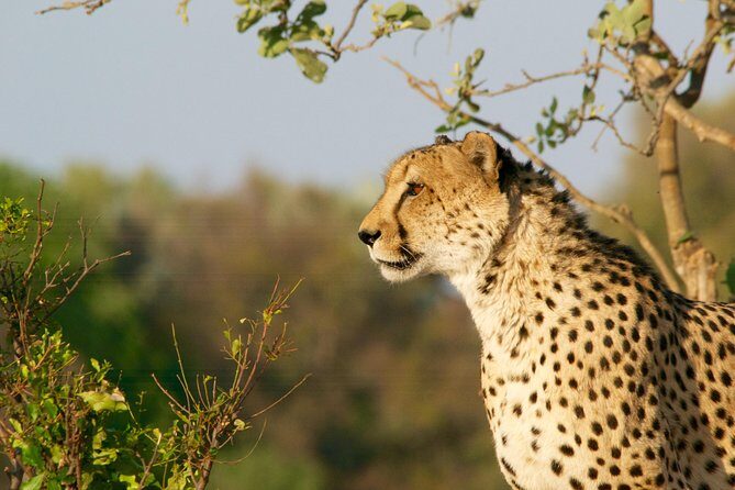4 days Kruger Park Big 5 Safari and Awesome Panorama Route - Day 1: Panorama Route Viewpoints, Waterfalls, and the Road to Forever Blyde