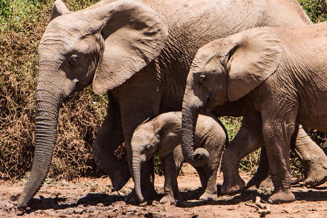 4 days Kruger Park Big 5 Safari and Awesome Panorama Route - Price and Logistics: Is $1,390 Good Value?