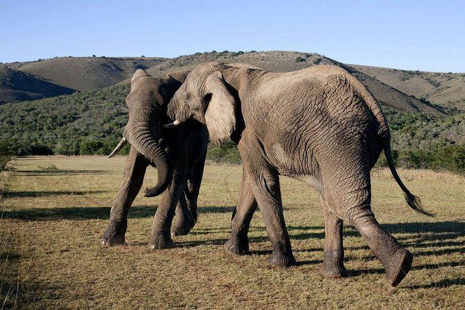 5 Day Cape to Addo Safari - Garden Route Small Group Tour - Why this Cape to Addo route feels worth your time