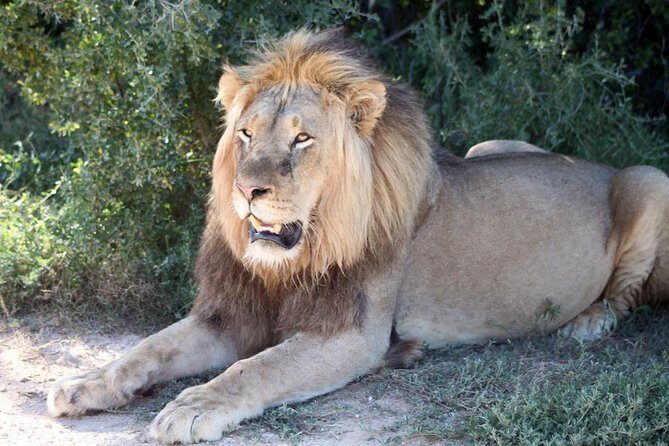 5 Day Cape to Addo Safari - Garden Route Small Group Tour - Day 3: Tsitsikamma swing bridges plus optional Monkeyland and Bloukrans