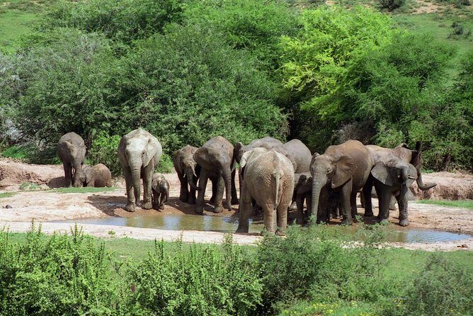 5 Day Cape to Addo Safari - Garden Route Small Group Tour - The tour’s secret weapon: a guide who keeps things moving