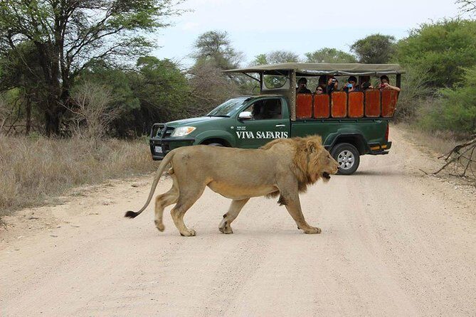 5 Day Classic Kruger National Park Safari - Day 1: Tremisana arrival, open-vehicle sunset drive, and a night drive with spotlighting