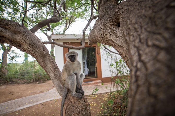 5 Day Classic Kruger National Park Safari - Food, comfort, and the service details that matter in Kruger