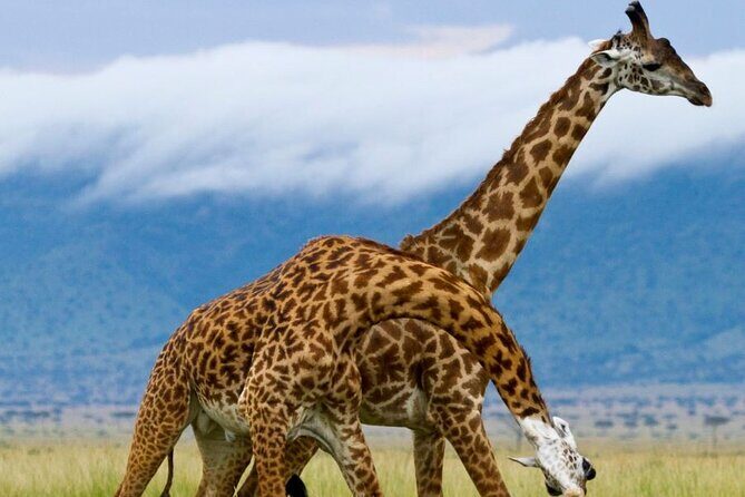 5 Day Garden Route Small Group Tour Fr CapeTown - Departs Mondays - From Wilderness to Knysna: ocean towns with real character