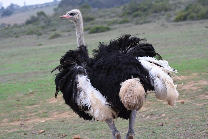 5 Day Garden Route Tour and Addo Elephant National Park - Day 4: Garden Route Game Lodge, 216m bungy option, and a real safari feel