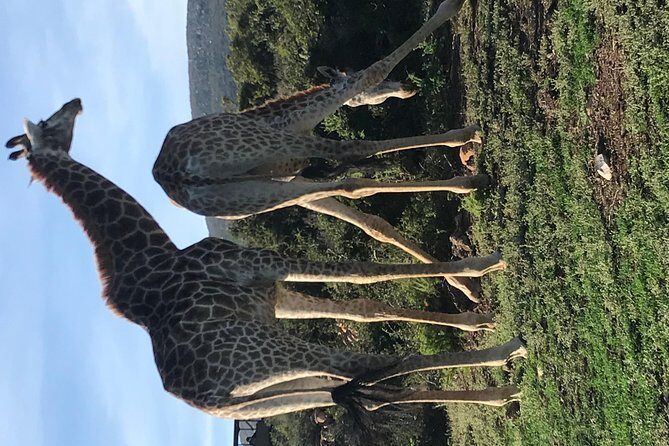5 Day Garden Route Tour and Addo Elephant National Park - Day 5: Hermanus land-based whales (June–Dec) and the False Bay return