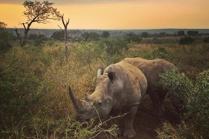 5 Day Kruger National Park and Panorama Route Safari - Key things to know before you go