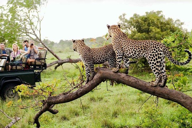 5 Day Kruger National Park and Panorama Route Safari - Open-sided 4WD game drives: why the viewing feels different
