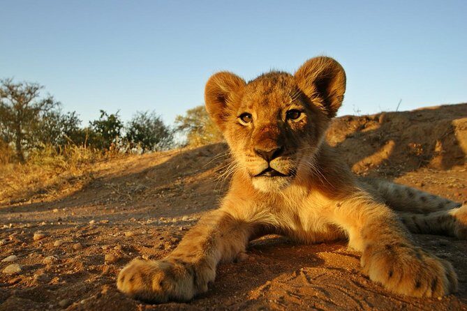 5 Day Kruger National Park and Panorama Route Safari - Lodge downtime: four nights, four dinners, and not feeling rushed