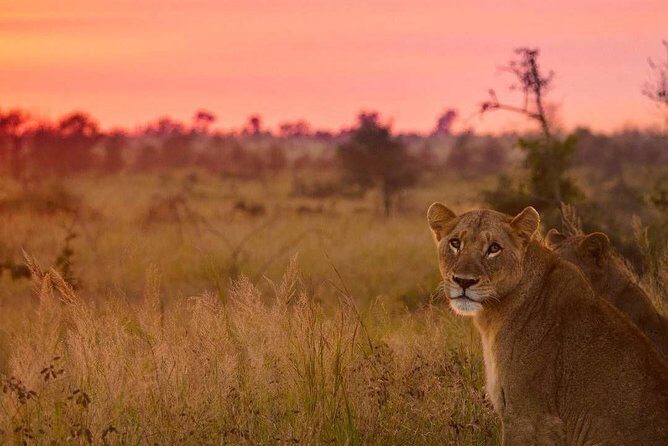 5 day-Kruger National Park Safari from Kruger Int. Airport (KMI), Panorama Route - Another Kruger drive on open vehicles: your second best chance