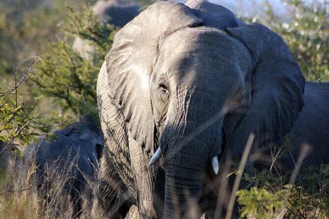 5 Day Kruger National Park tour - From Johannesburg to Greater Kruger: fewer moving parts