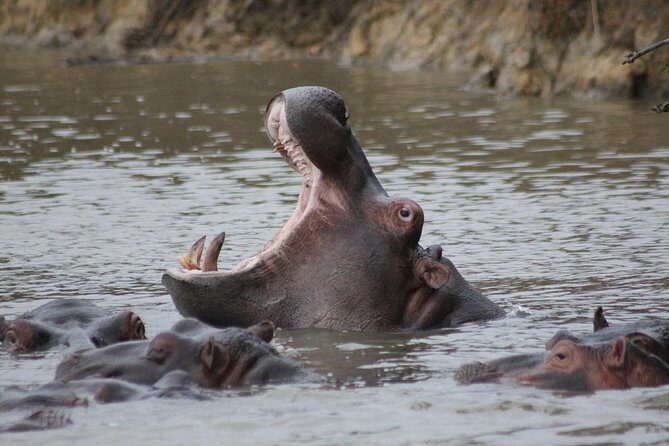 5 Day Kruger National Park tour - Conservation beyond the headlights: Moholoholo and what it adds