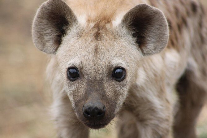 5 Day Kruger National Park tour - The guide factor: commentary, spotting effort, and camp comfort