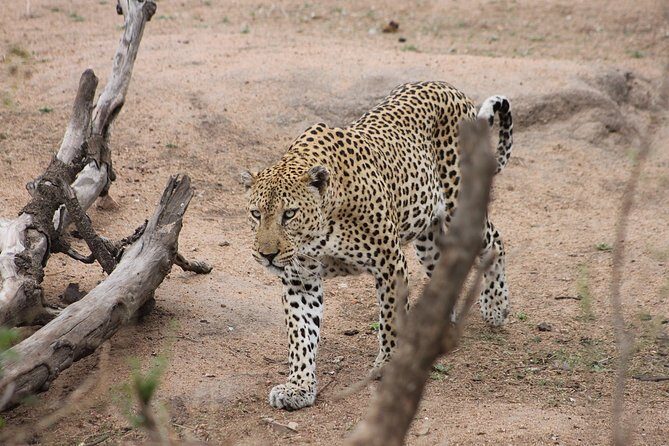 5 Day Kruger National Park tour - Where you’ll sleep: camp life in the Greater Kruger area